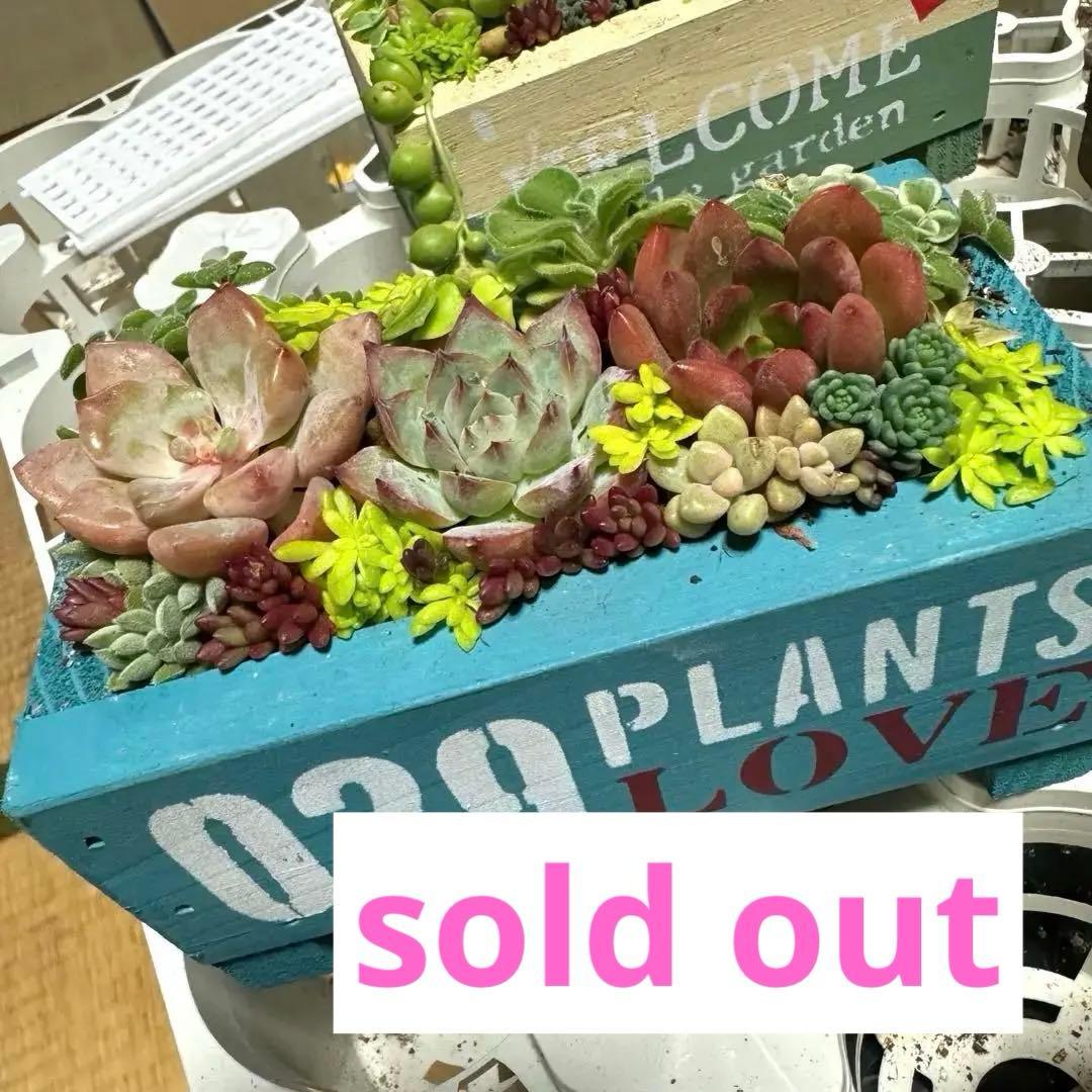 多肉植物 寄せ植え 木箱 ちまちま寄せ ステンシル オリジナル