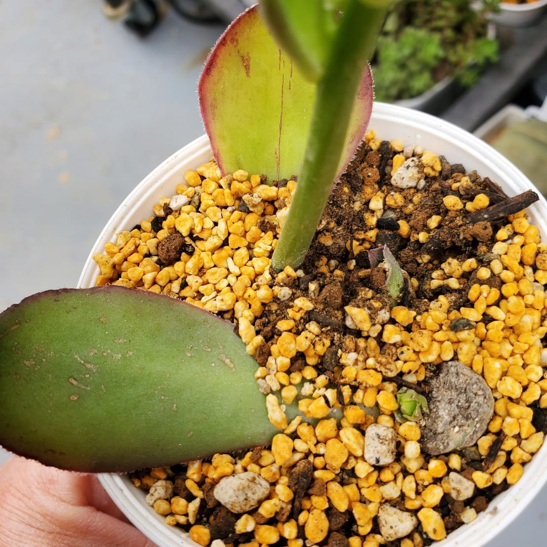 マロニエラポ　カット苗