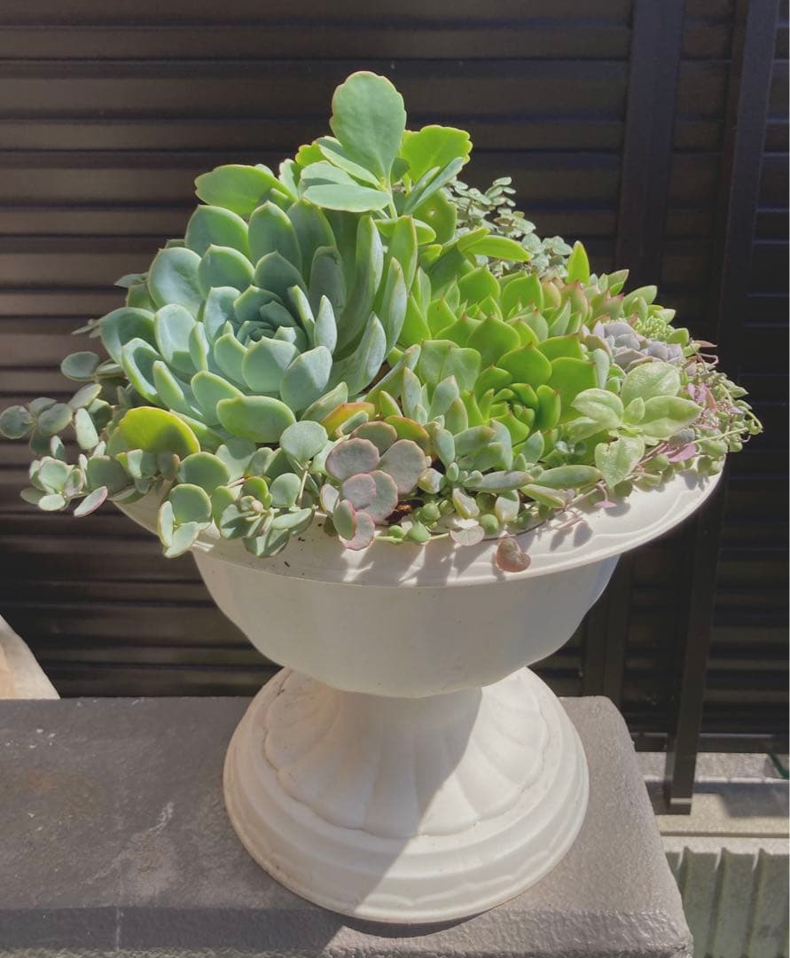 多肉植物　韓国苗　寄せ植え　ゴブレット
