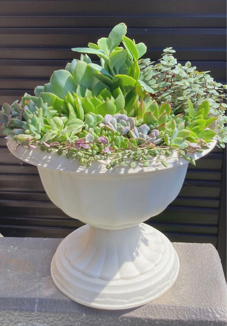多肉植物　韓国苗　寄せ植え　ゴブレット