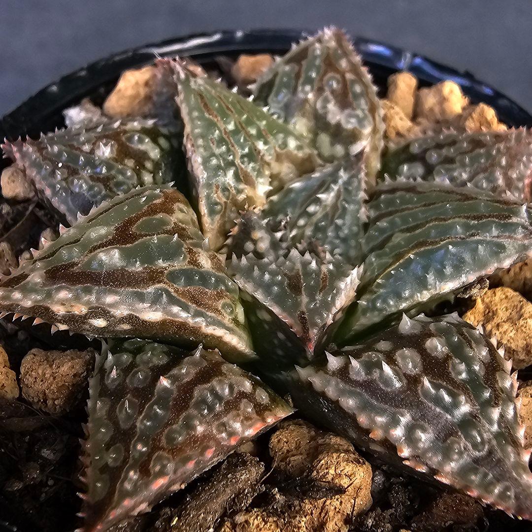 メルカリ便発送☆多肉植物 ハオルチア LALK×闇の森兄弟