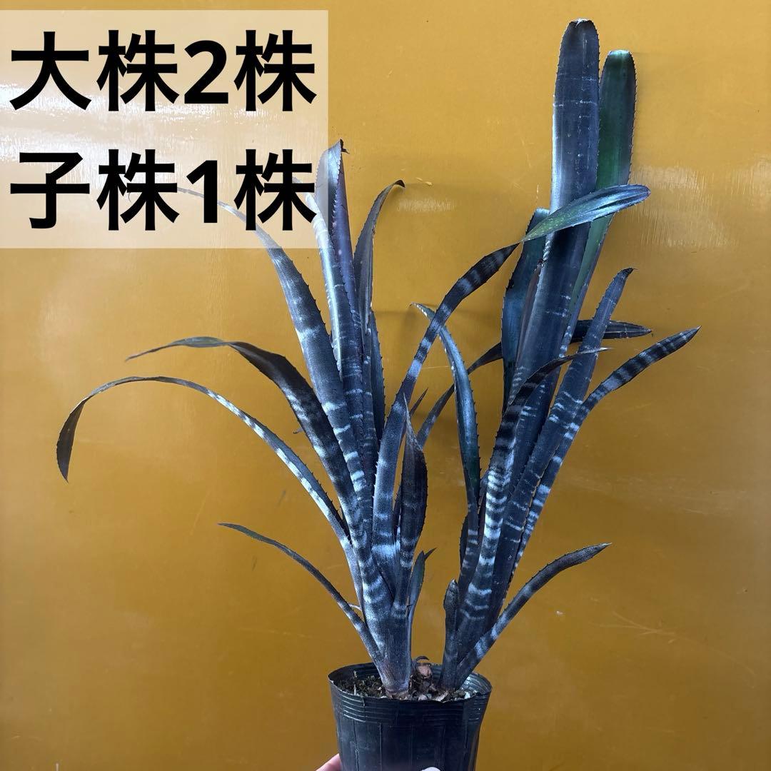 ビルベルギア　ダースベイダー