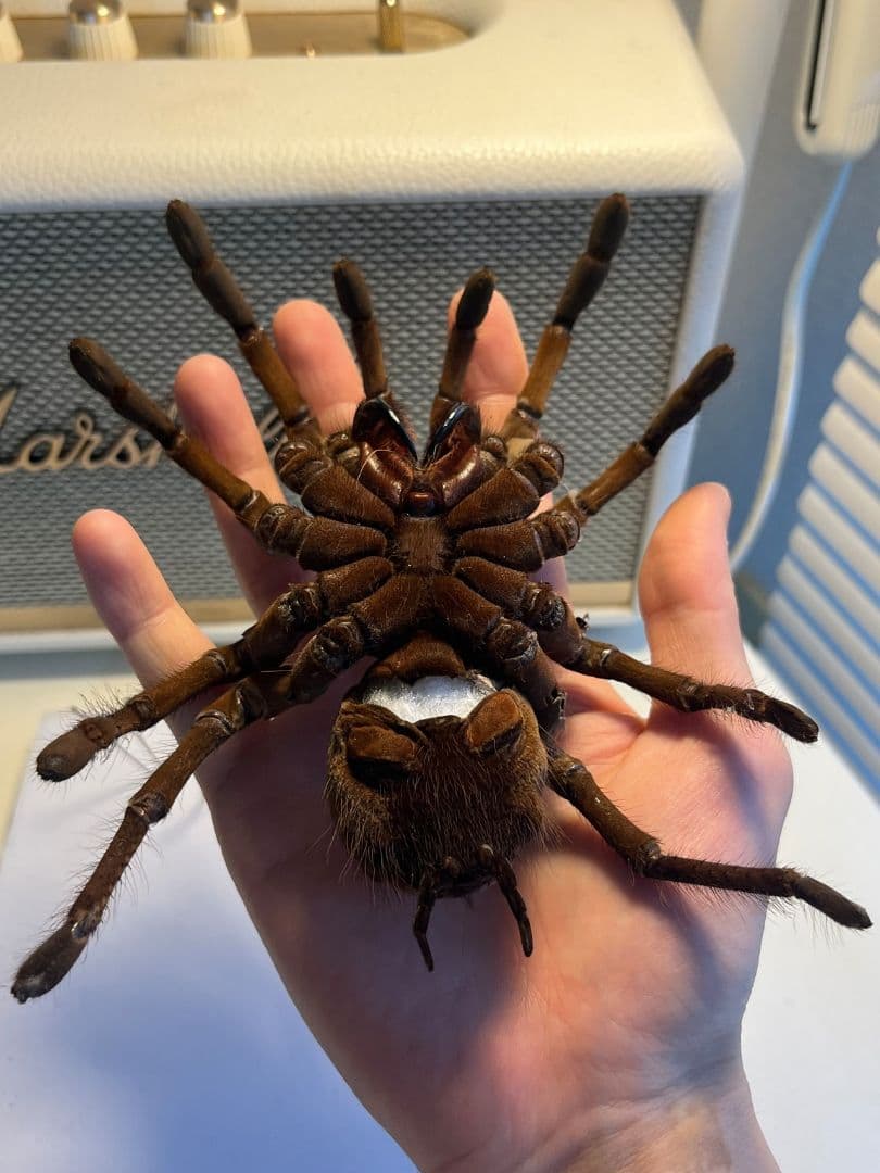 【蜘蛛最大種】バーガンディーゴライアスバードイータータランチュラの標本