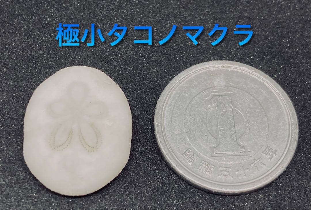 極小タコノマクラ 棘皮動物 ウニ カシパン たこのまくら