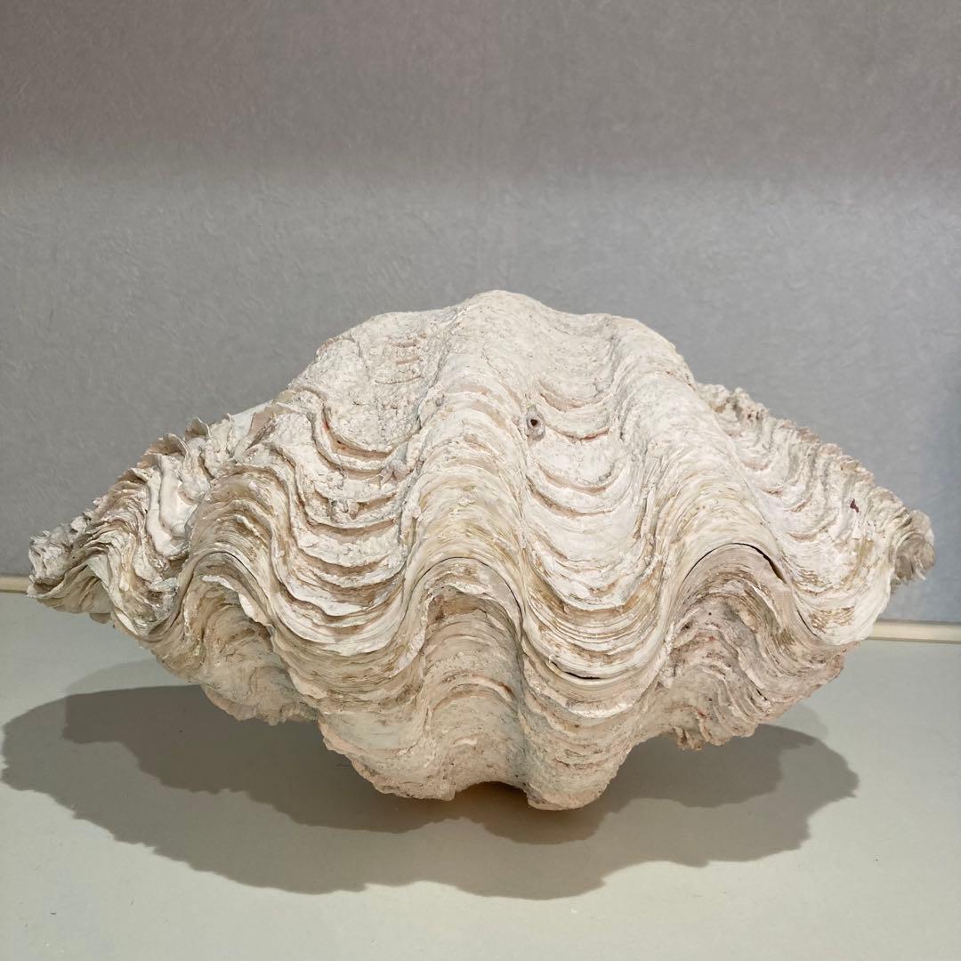 シャコ貝 オブジェ インテリア 36×20×27cm ヴィンテージ アンティーク