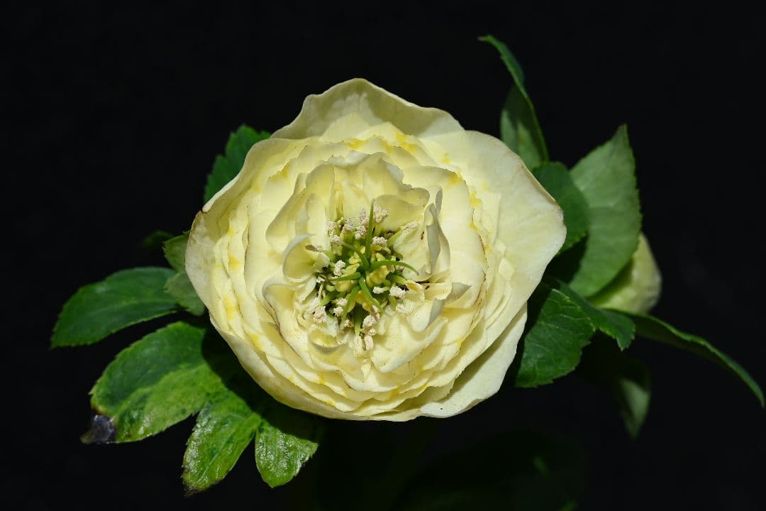 クリスマスローズ　認定！ モーリー　ラージセミダブル　加藤農園