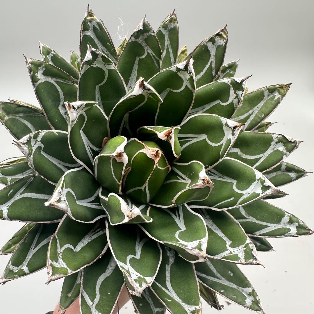 u*1様 多肉植物・アガベ特選 ダルマ笹の雪 濃白株 極上株 包葉 球形