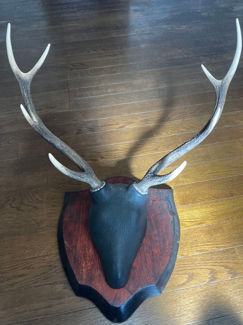 鹿の角ハンティングトロフィー　日本鹿