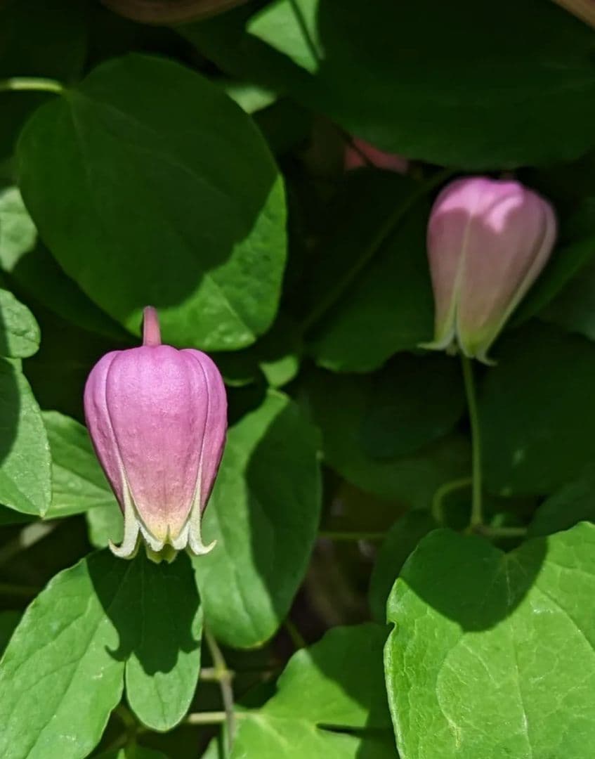 【這沢】クレマチス4年生 大株 ☆ラベル付正規品 鉢のまま発送