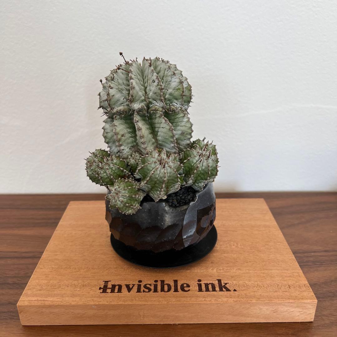 【現地球】ユーフォルビア ホリダ 群生 × n/oh ノウ ビームス別注 鉢