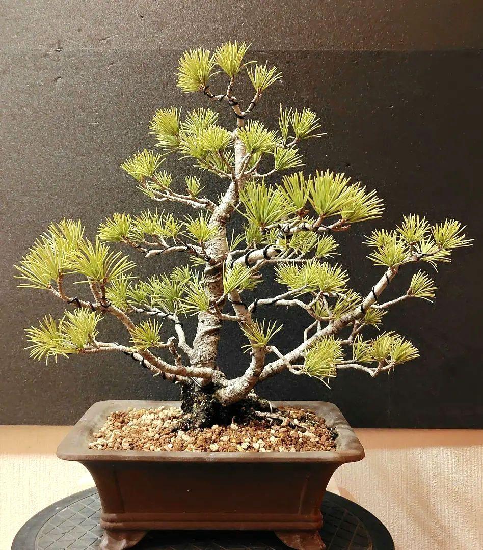五葉松盆栽！