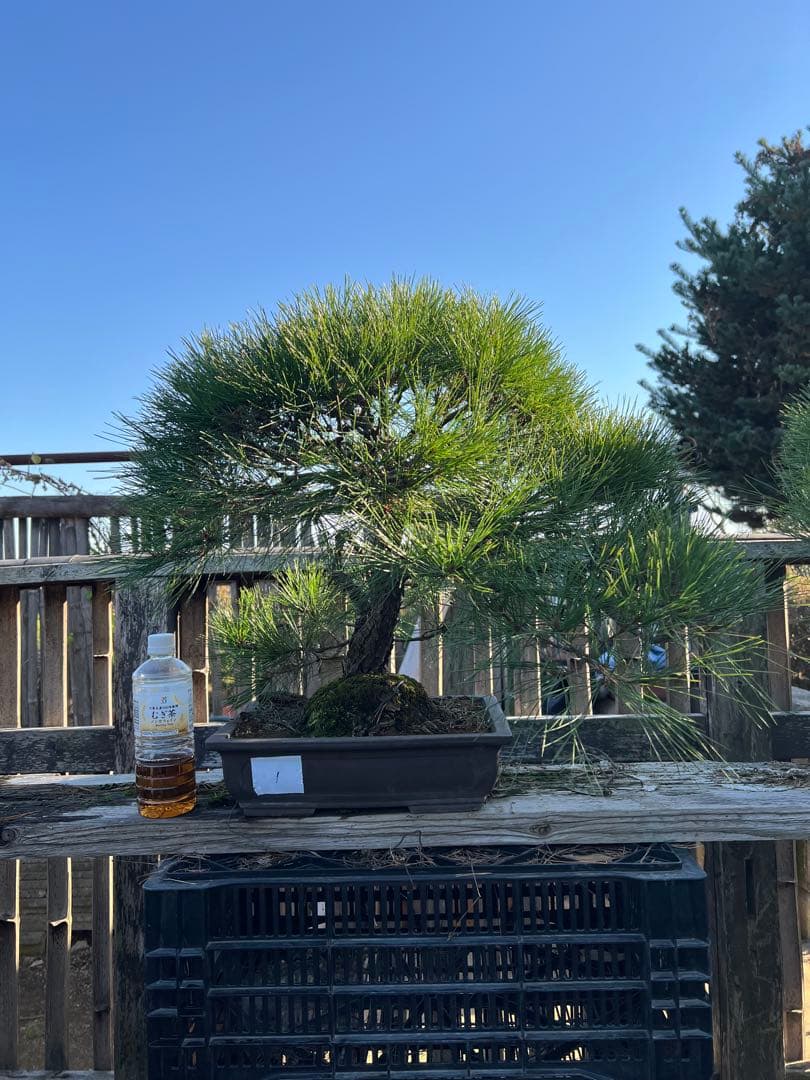 赤松盆栽　中品　格安　極上　極松