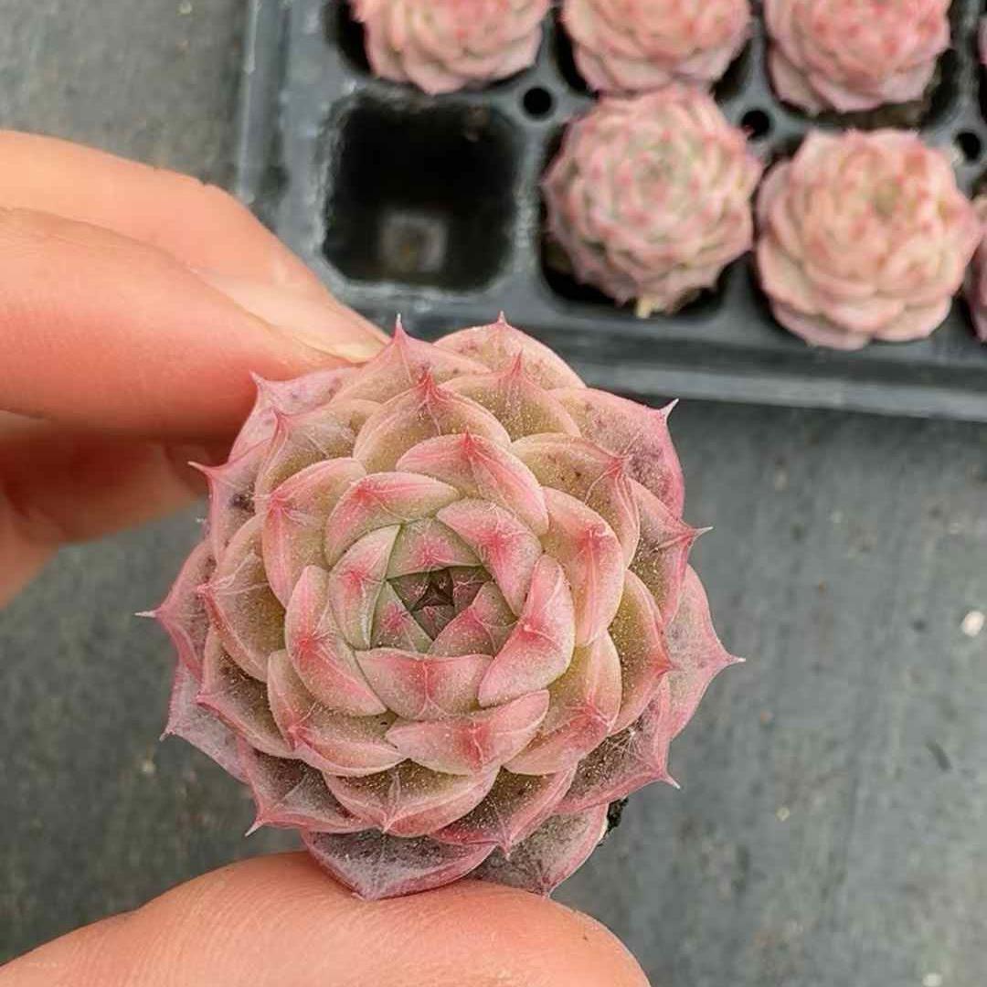 Top【選抜株】　多肉植物 23472ウェルス 105個　プラグトレー苗