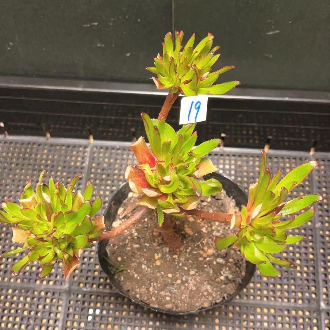 19#多肉植物アエオニウム❤️ブラックマジック❤️25頭17cm 拔き苗