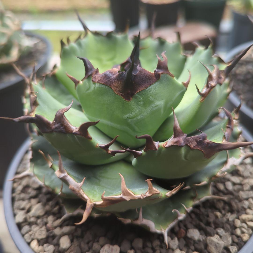 チタノタ　キャンサー　cancer　鉢ごと