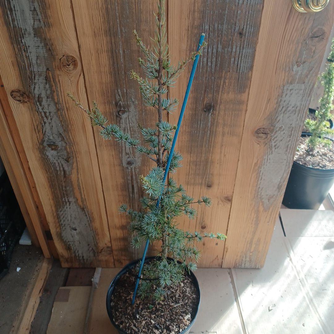 アトラスシーダー　グラウカ