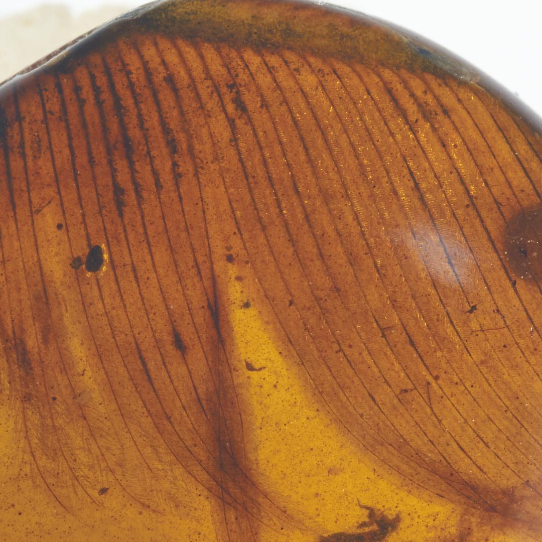 レア極上品 PA0078虫入り琥珀化石　ミャンマーカムティかタナイ9900万年前