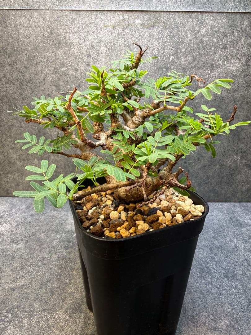 センナ　メリディオナリス　海外実生　発根済み　445