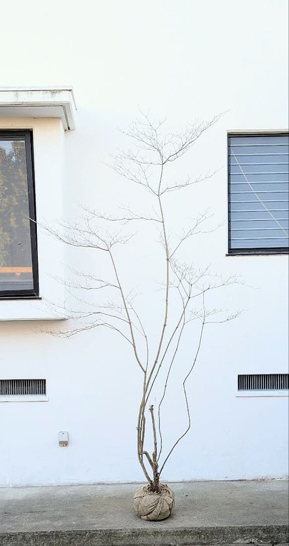 シルエット抜群。山採りドウダンツツジ。