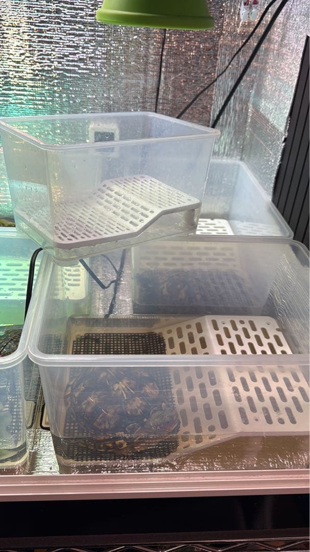 カメ専用飼育ケース　4個セット　小サイズ