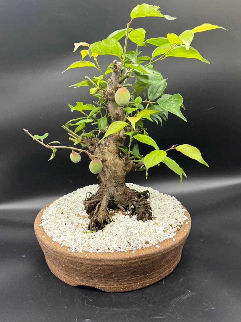 紅梅 盆栽　赤花