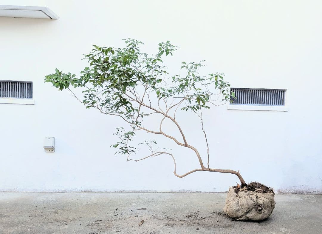 流れる美枝。山採りアセビ。