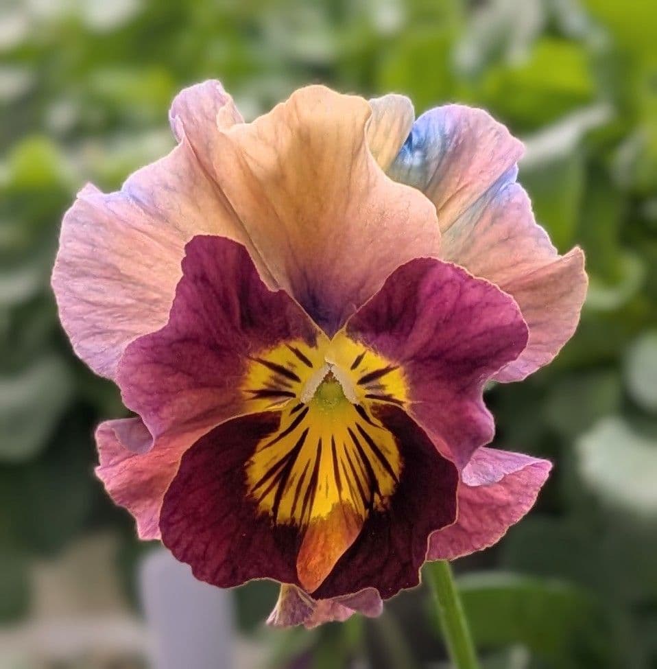 MIYABIのビオコレ①−MIYABI's Viola Collection −