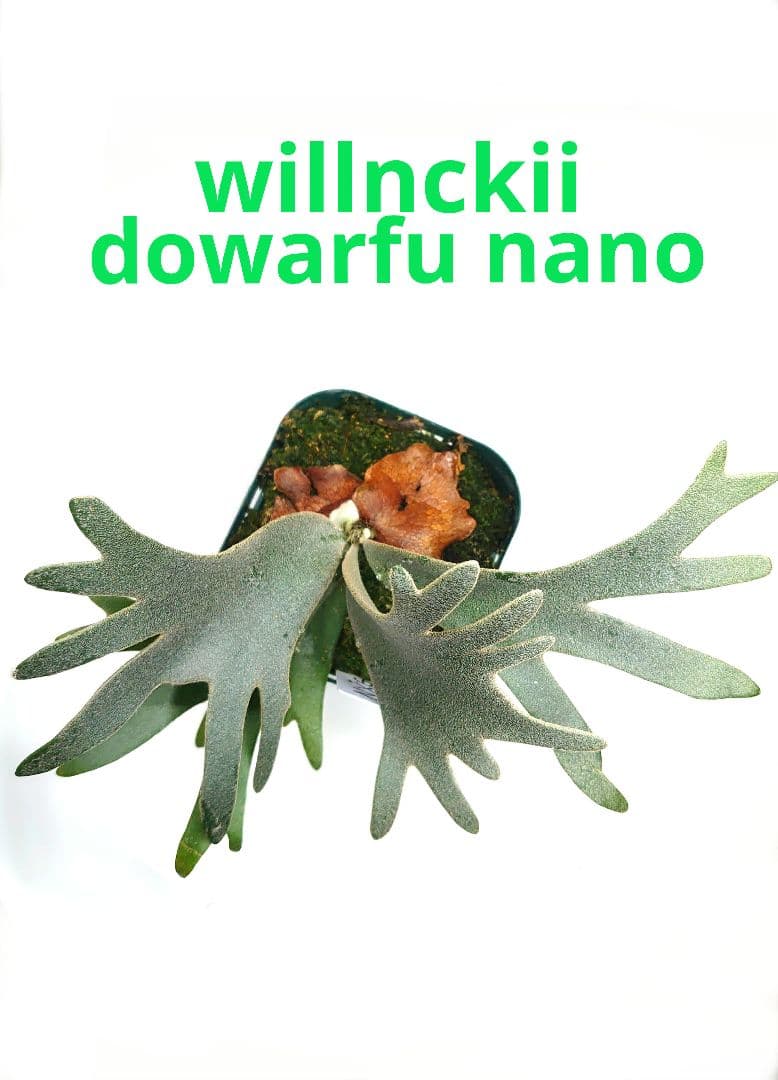 willnckii dowarfu nano spore ビカクシダ