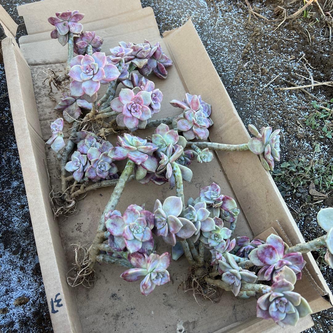 多肉植物　パープルディライト抜き苗6株