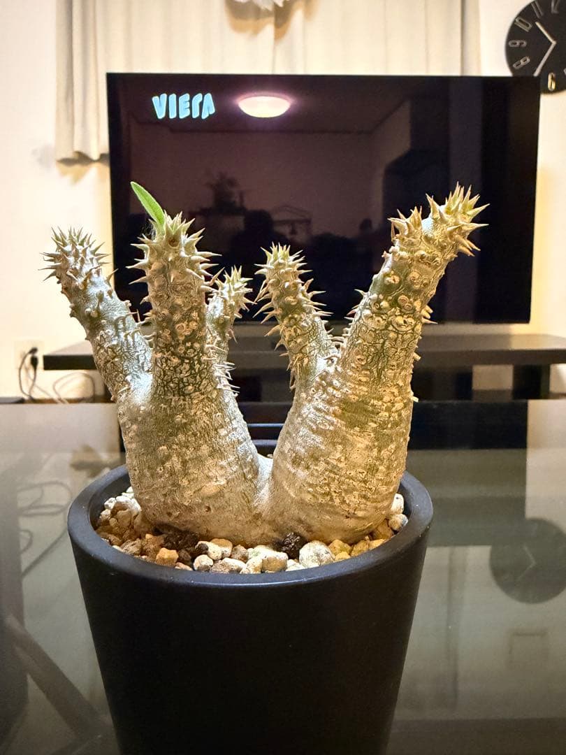 塊根植物 パキポディウム2頭　現地球　発根済