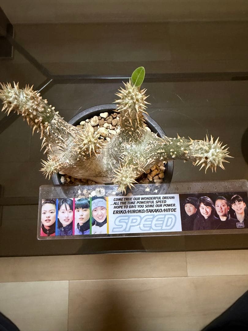 塊根植物 パキポディウム2頭　現地球　発根済