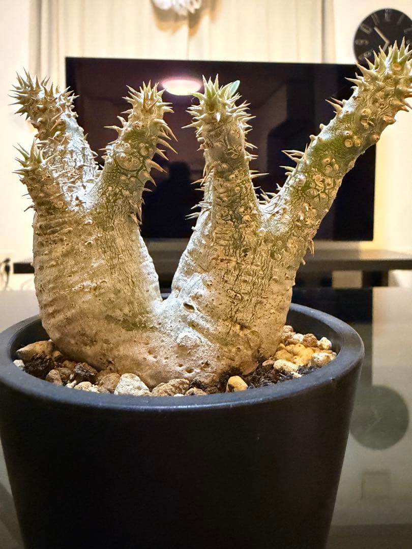 塊根植物 パキポディウム2頭　現地球　発根済