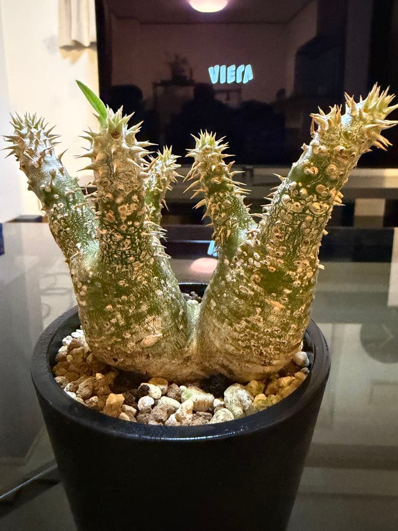 塊根植物 パキポディウム2頭　現地球　発根済