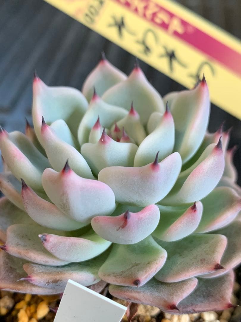 札付き　そわそわ　ミックスベリア　おらいさん　多肉植物