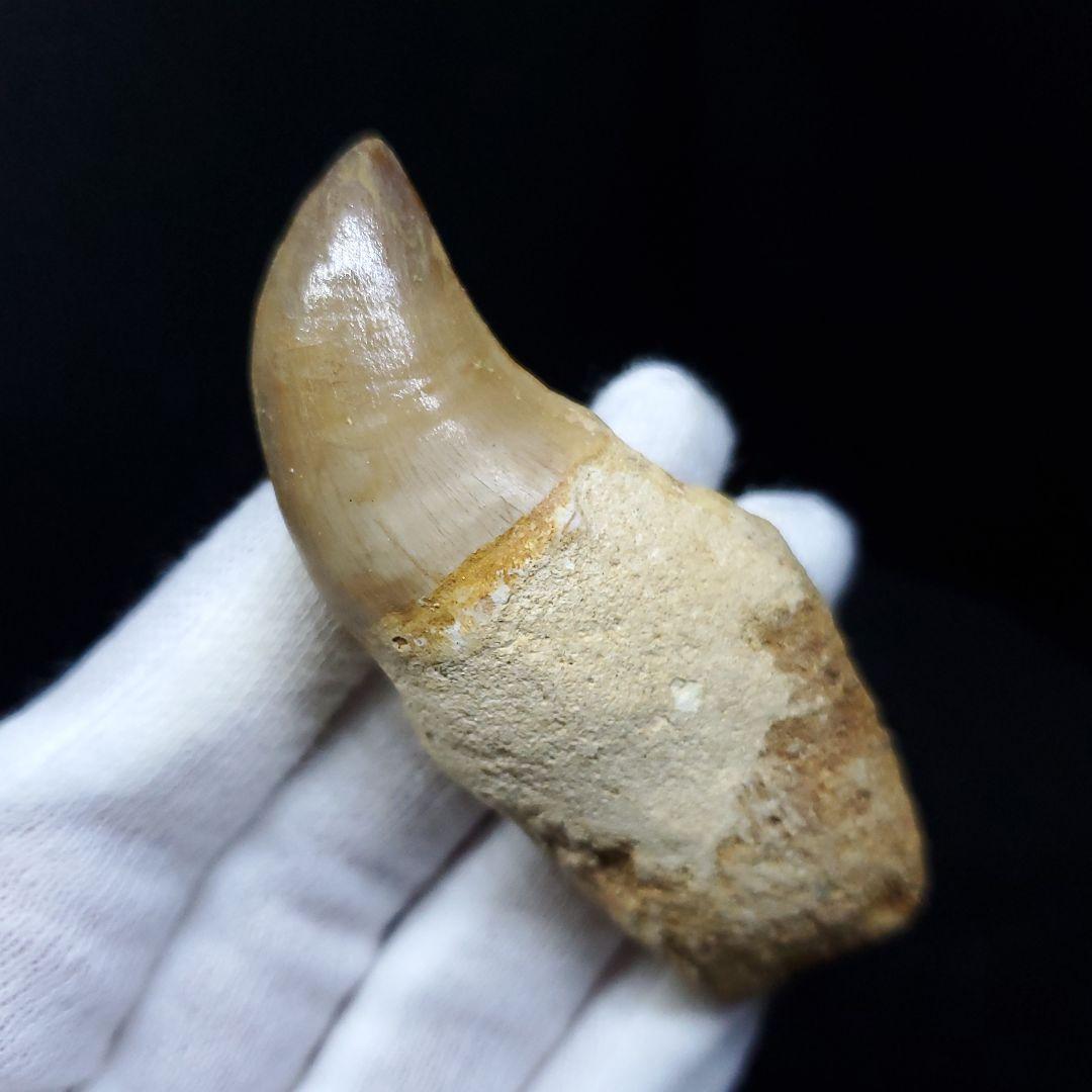 極上 歯根付き モササウルス 化石 歯 本物 70.72mm mos63