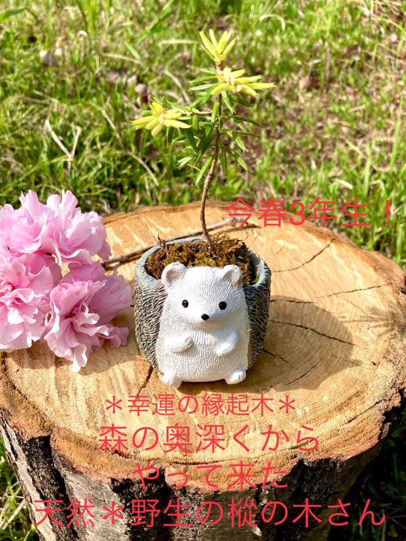 森の奥深くからやって来た天然野生の可愛い樅の木さん＊今春3年生！＊もみの木