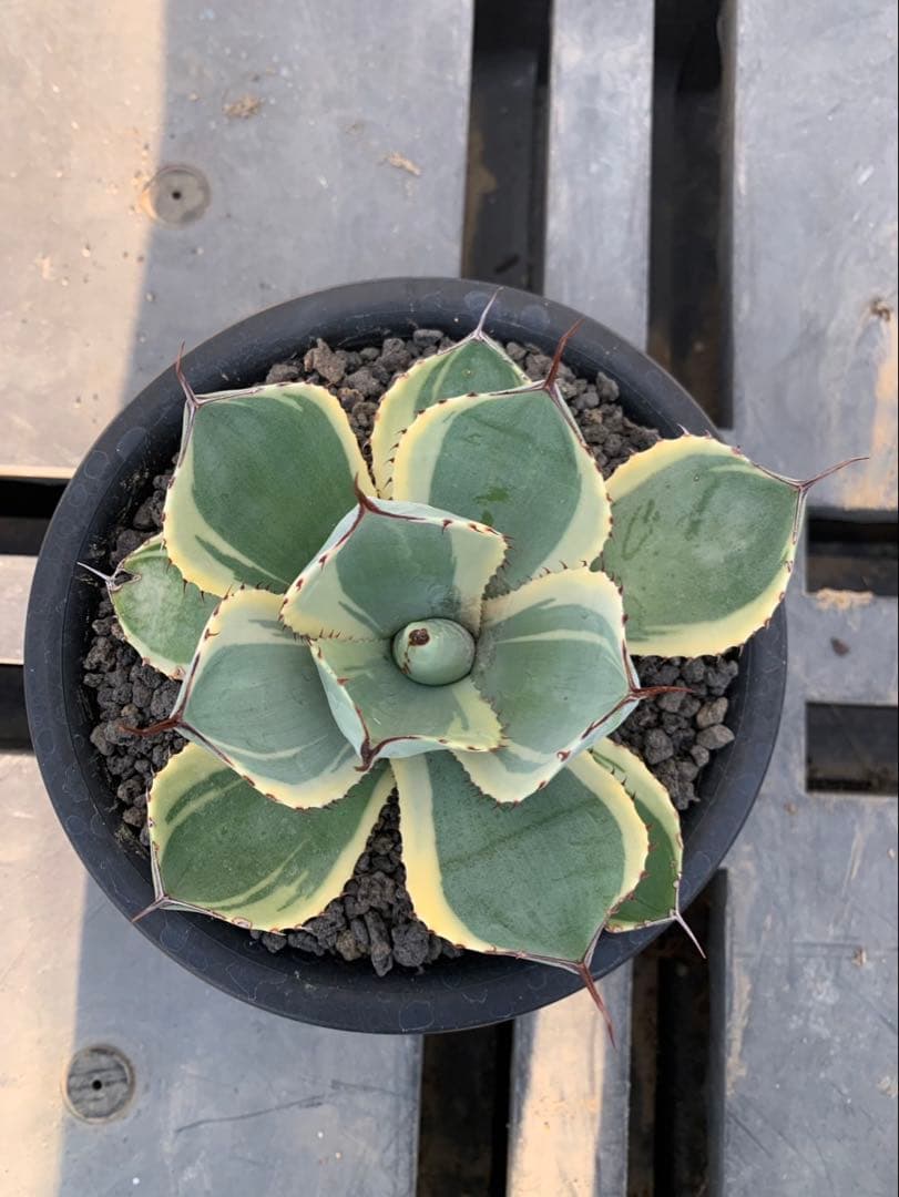 アガベ　オリザバ