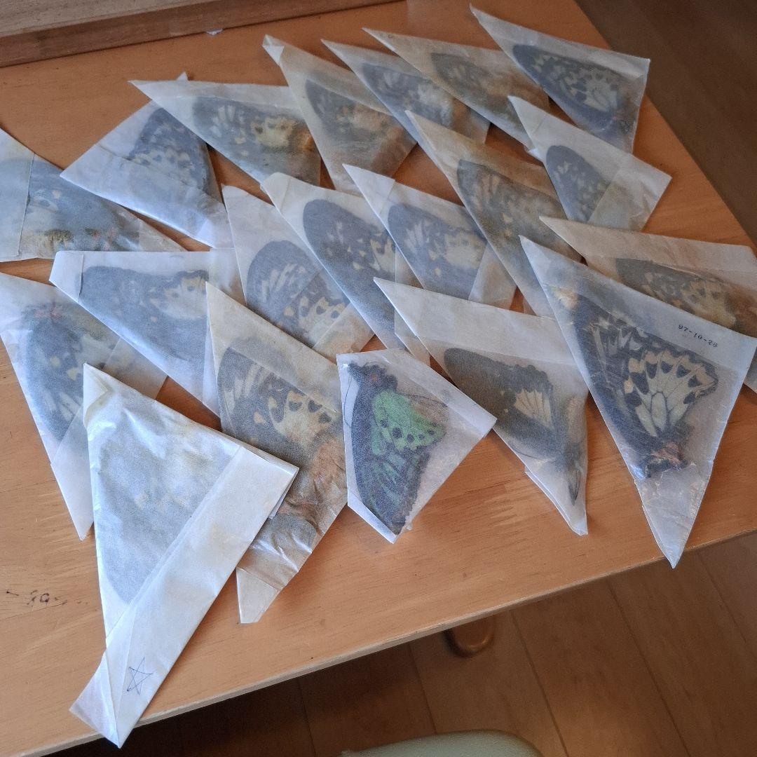 外国産蝶標本　三角紙　大量　まとめて　トリバネアゲハ　ニシキオオツバメガ
