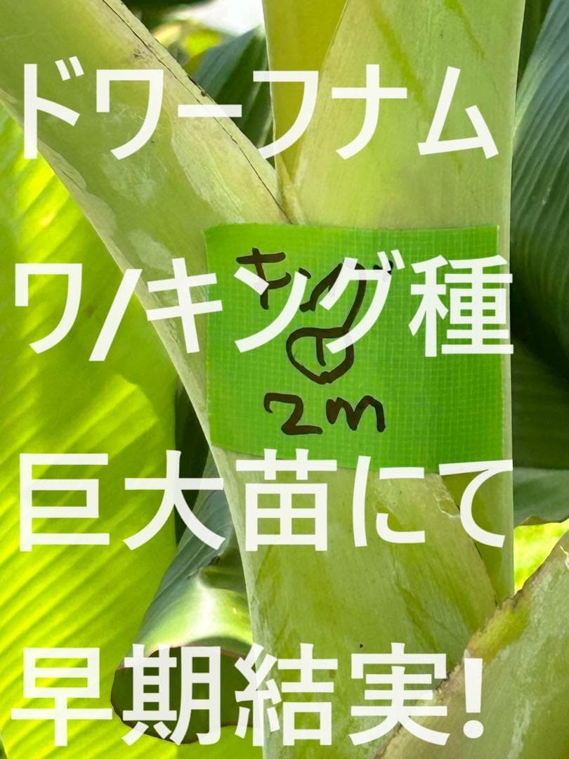 Daigo Shimajiri様リクエスト　キング120㎝・ライチバナナ1m