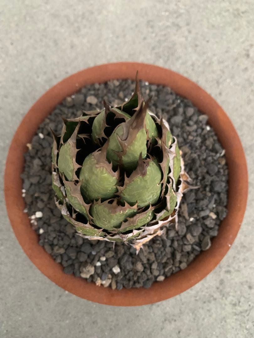 アガベ ホリダ m&m 鉢込み USロックガーデン アイアン キムタク ハーレー