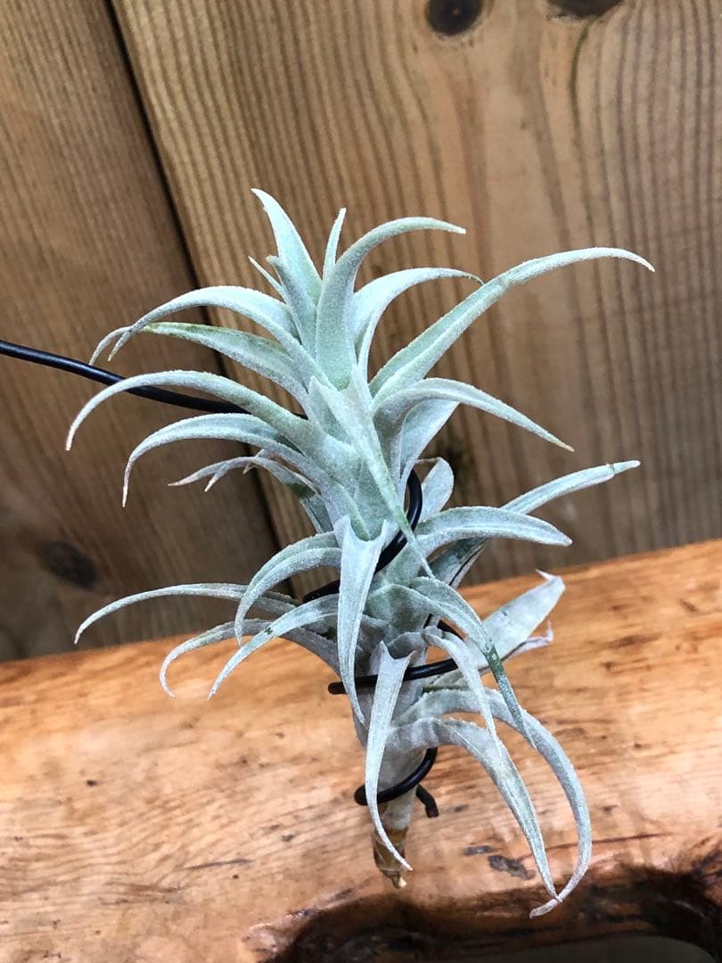 ティランジア・エディシアエ②