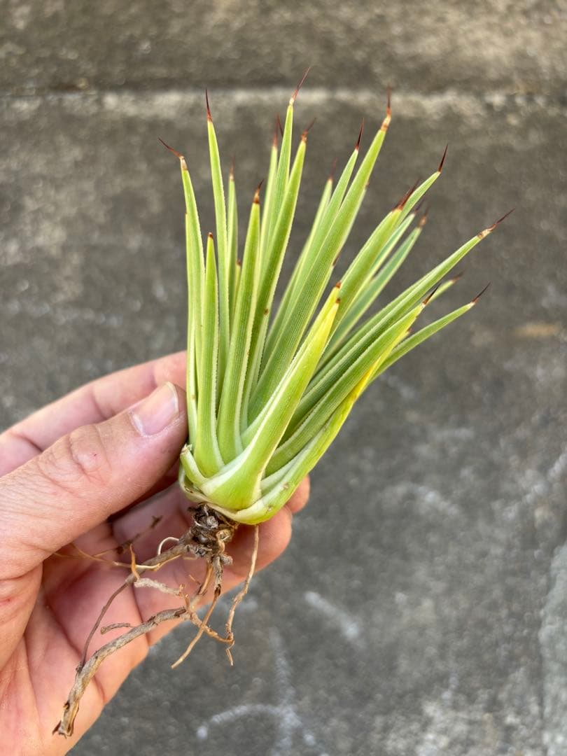 アガベ　姫吹上錦　白覆輪　ナナ　レア株