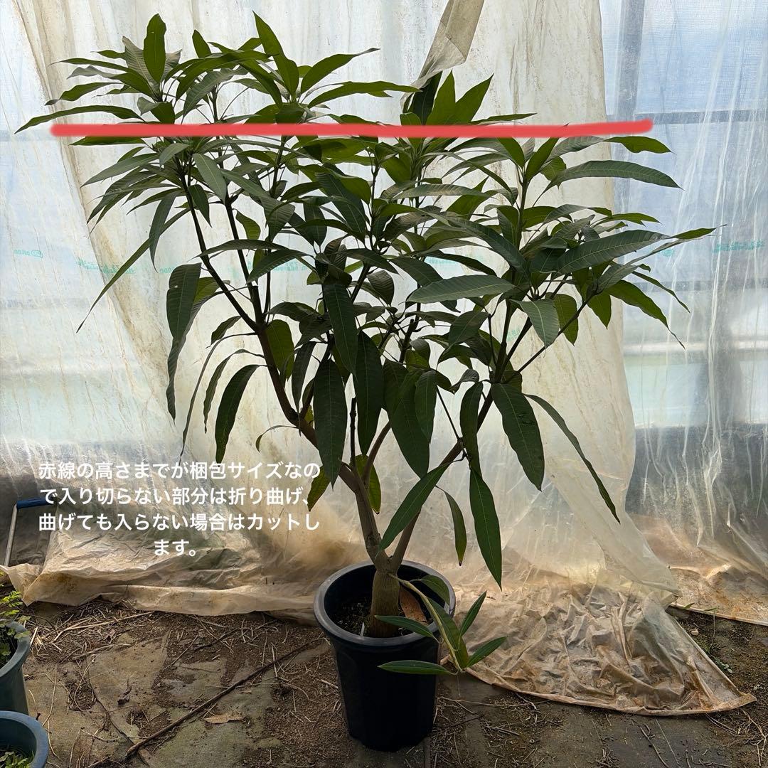 山下マンゴー　10号特大