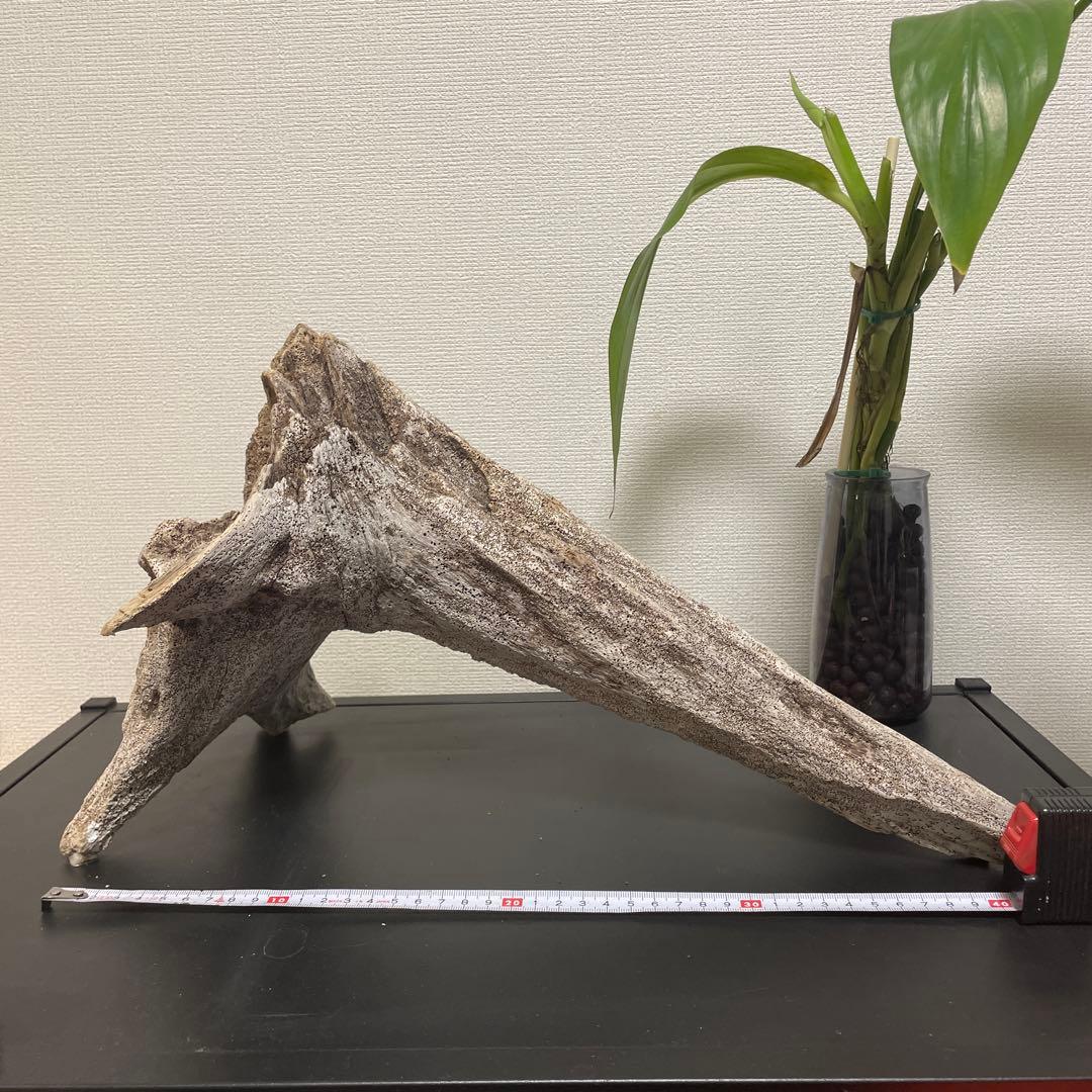 【アク抜き済み／沈水確認済】存在感抜群 天然流木 大型一点物