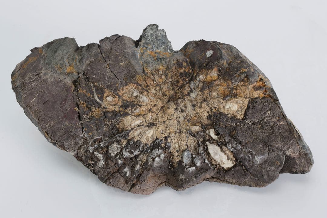 菊花石 紋石 自然石 2kg 鑑賞石 原石 水石 盆石 盆景 飾石 景石 美石