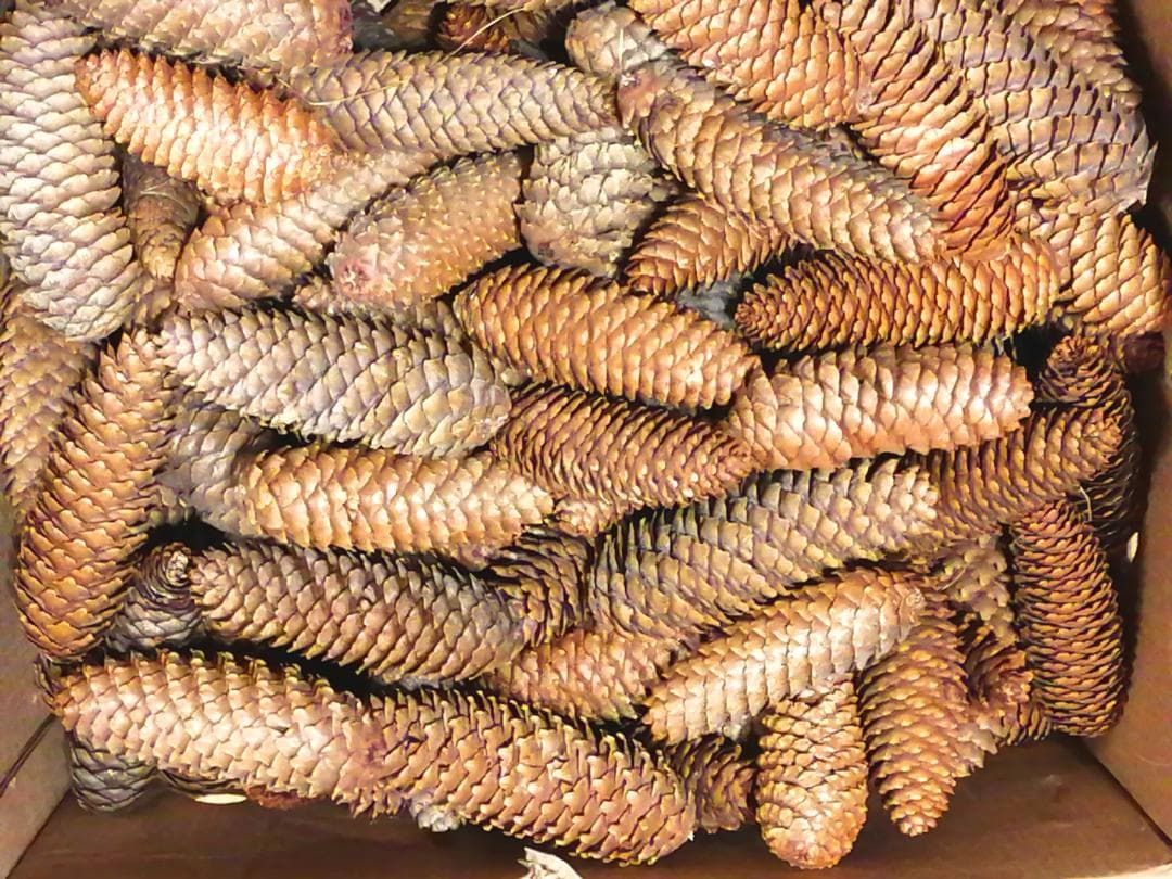 もみの木 まつぼっくり 厳選中型　100個 クリスマスリース、あるいは工作教室に