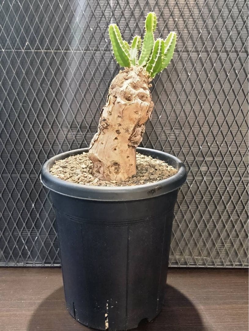 y*u様 ムランジーナ　現地球