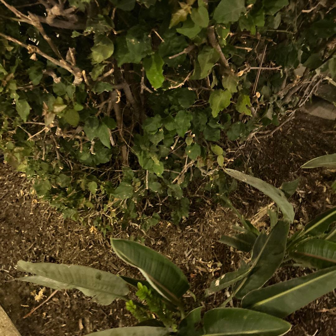 kh8088様かいりきー