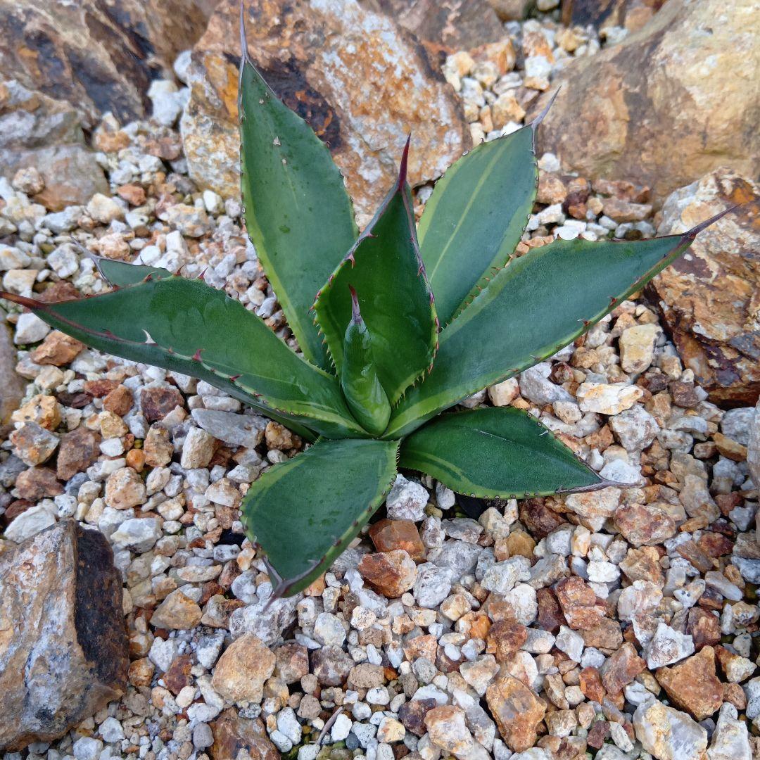 アガベ　シャウィー　short straw　斑入り