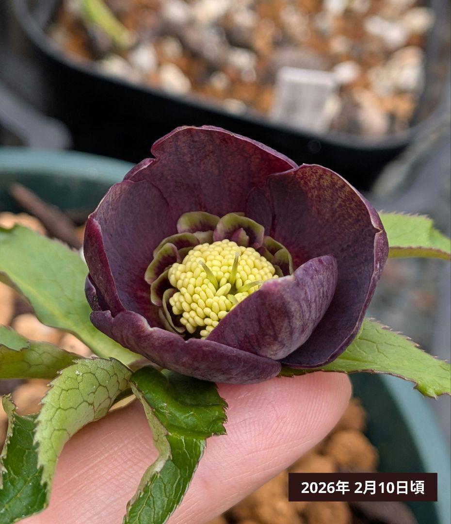 クリスマスローズ・sdダークパープル (初開花株)